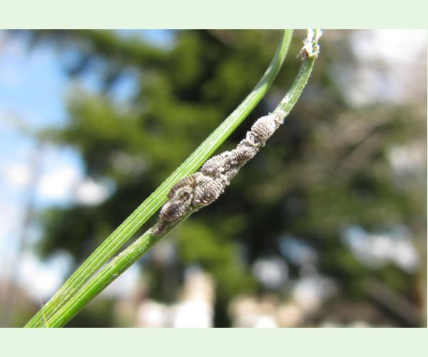 Medovnica Schizolachnus pineti