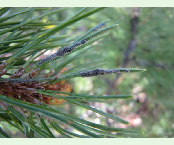 Medovnica Schizolachnus pineti