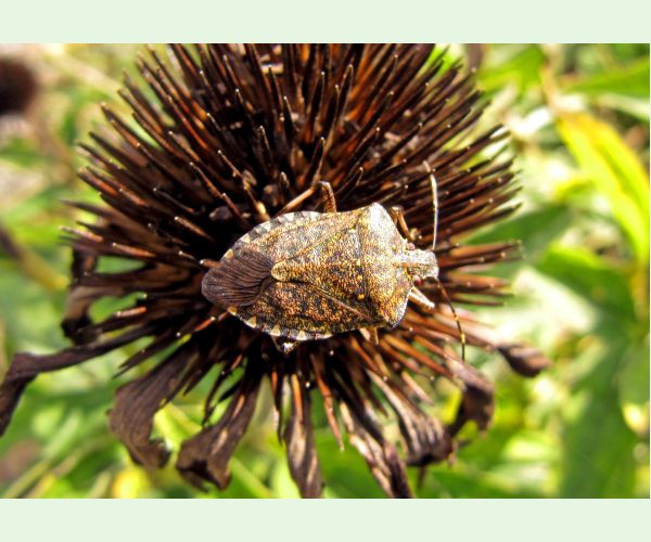 Bzdocha Halyomorpha halys