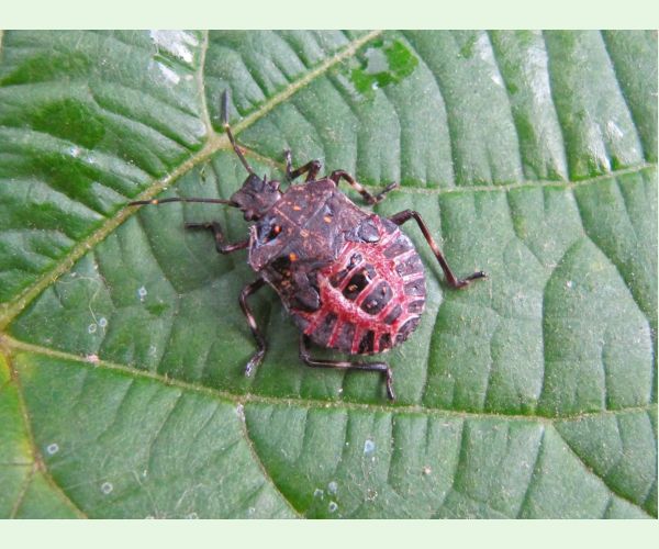 Bzdocha Halyomorpha halys