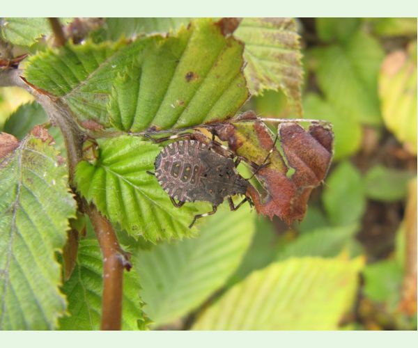 Bzdocha Halyomorpha halys