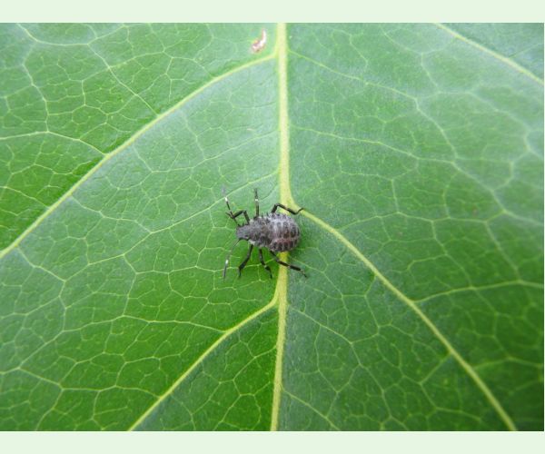 Bzdocha Halyomorpha halys