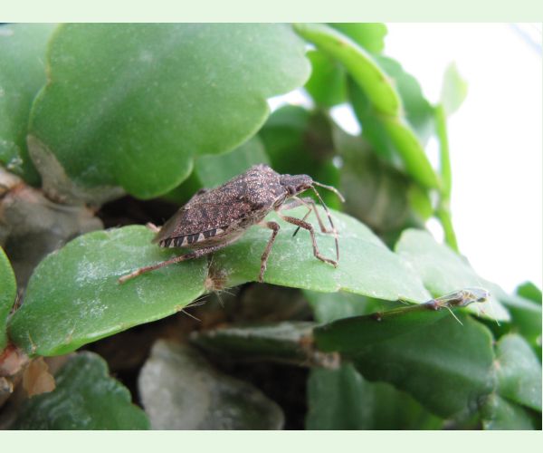 Bzdocha Halyomorpha halys