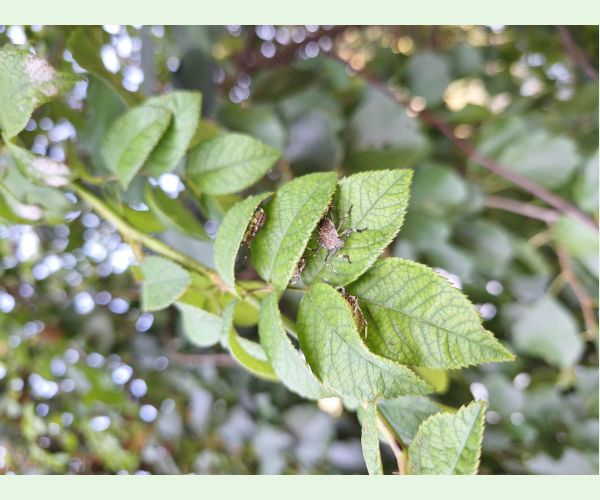 Bzdocha Halyomorpha halys