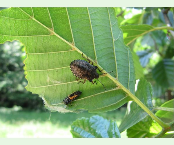 Bzdocha Halyomorpha halys