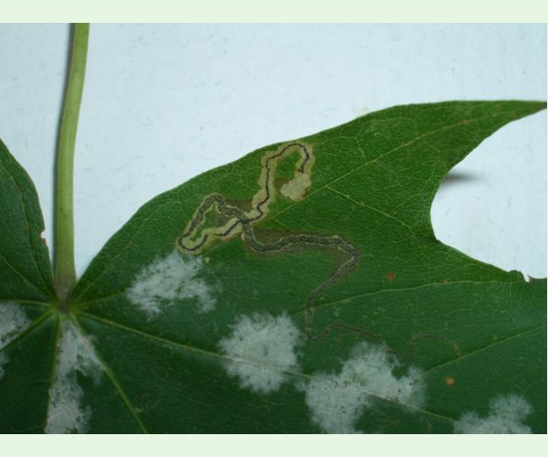 Drobník Stigmella speciosa