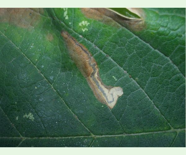 Drobník Stigmella speciosa