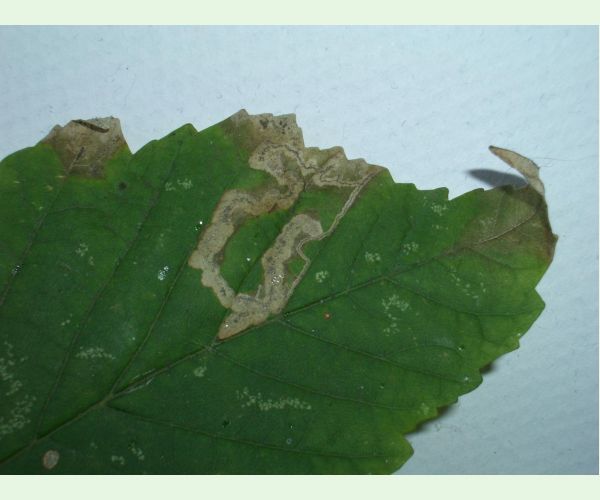 Drobník Stigmella speciosa