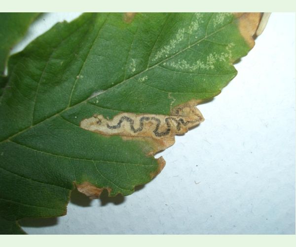 Drobník Stigmella speciosa