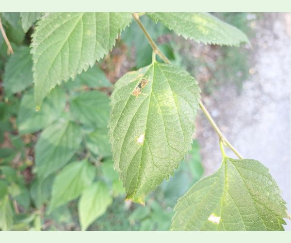 Psotka Caloptilia fidella