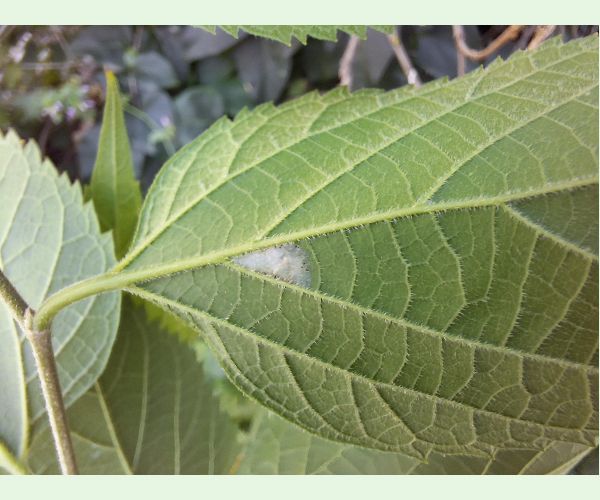 Psotka Caloptilia fidella