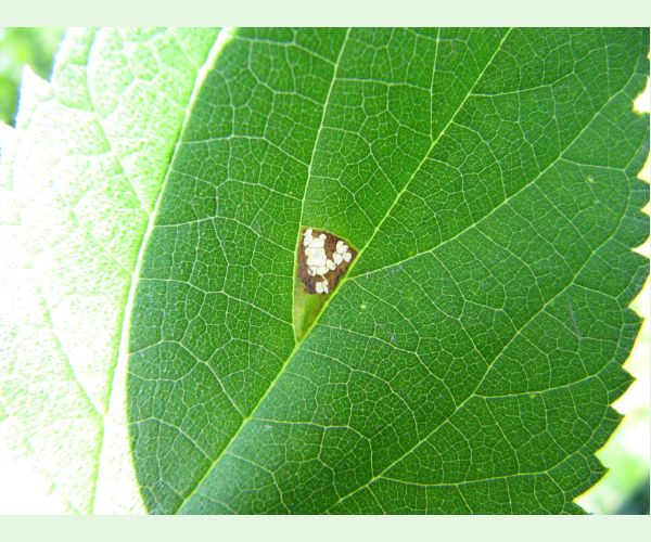 Psotka Caloptilia fidella