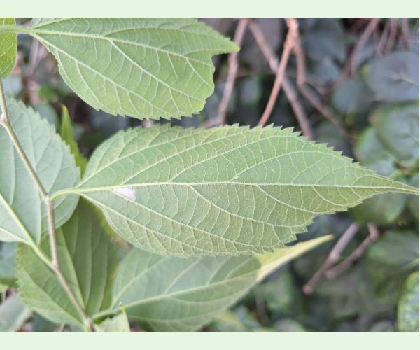 Psotka Caloptilia fidella