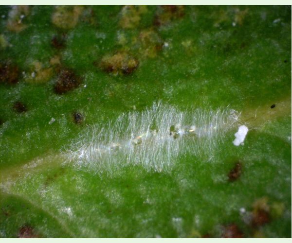 Sietnička Stephanitis takeyai