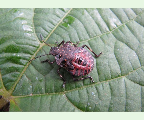 Bzdocha Halyomorpha halys