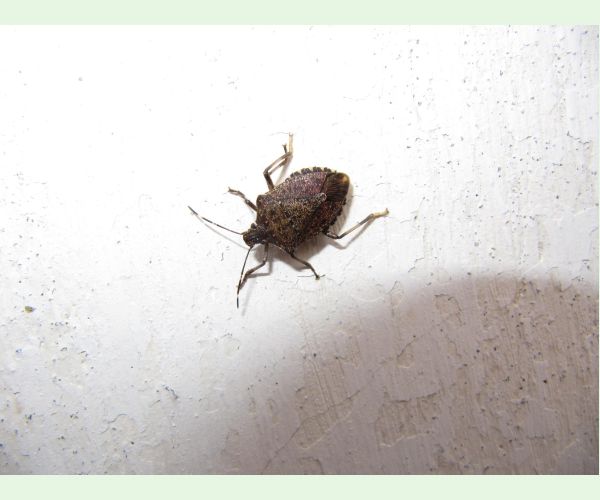 Bzdocha Halyomorpha halys