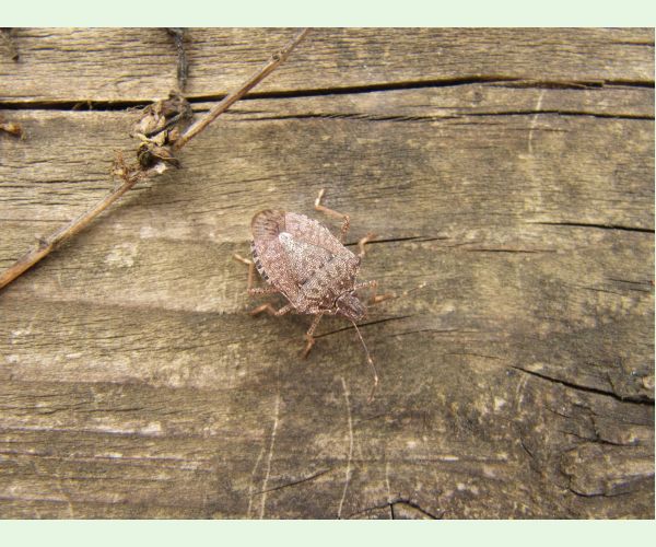 Bzdocha Halyomorpha halys