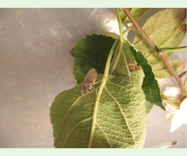 Bzdocha Halyomorpha halys