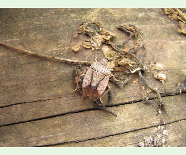 Bzdocha Halyomorpha halys