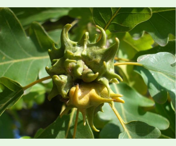 Hrčiarka Andricus coriarius