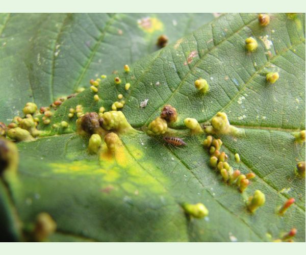 Vlnovník veľkozobý