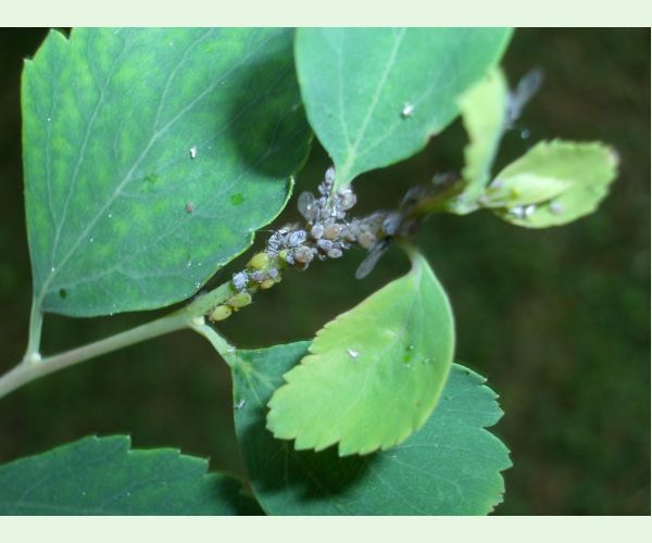 Voška Aphis spiraephaga