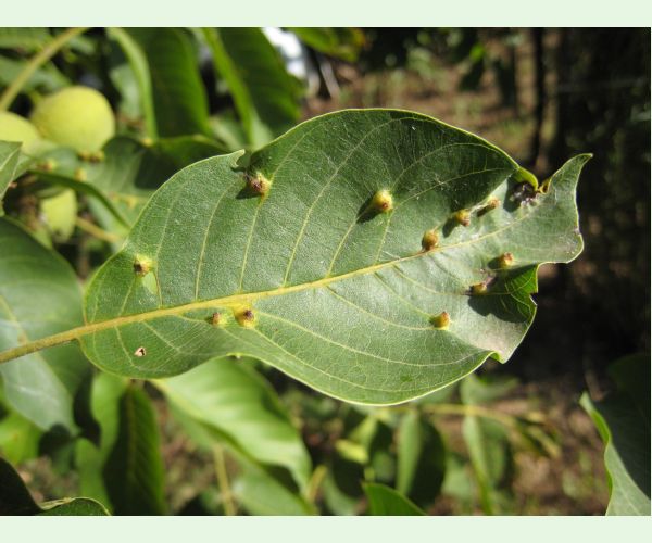 Roztoč Aceria brachytarsus