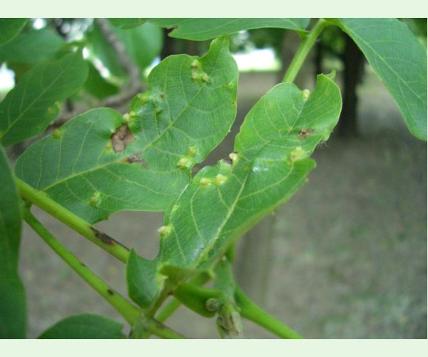 Roztoč Aceria brachytarsus