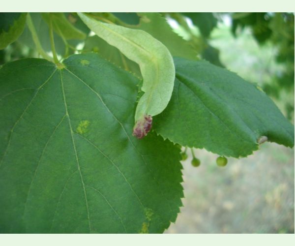 Plodomorka Dasineura tiliae