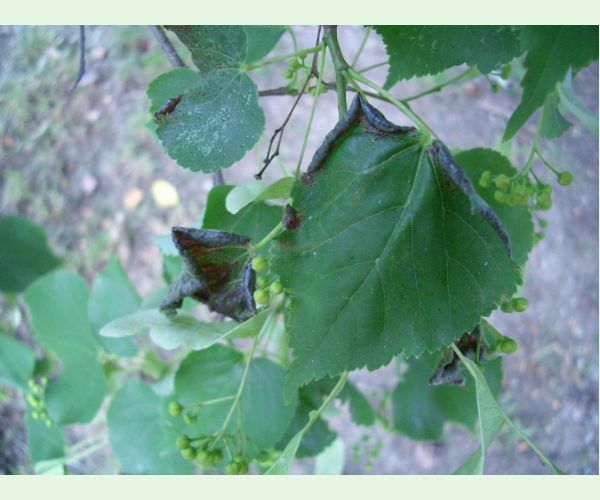 Plodomorka Dasineura tiliae