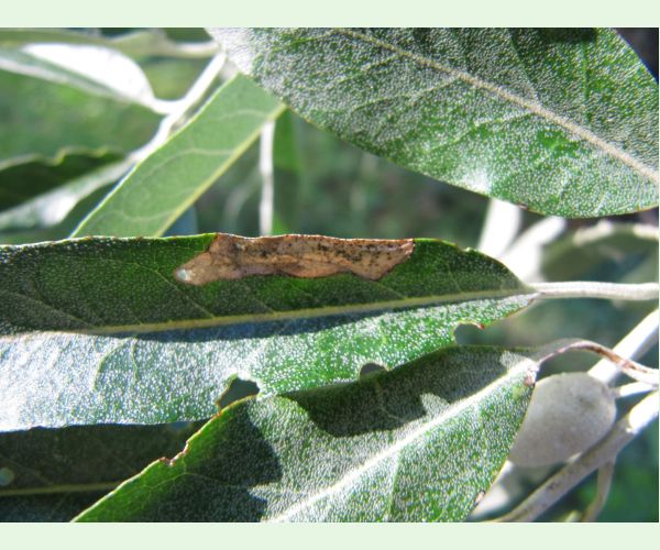 Vrtivka Amauromyza elaeagni