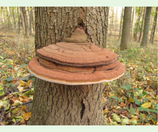 Lesklokôrovka tmavá