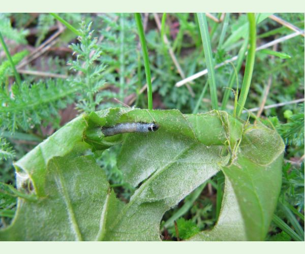 Obaľovač Archips xylosteana