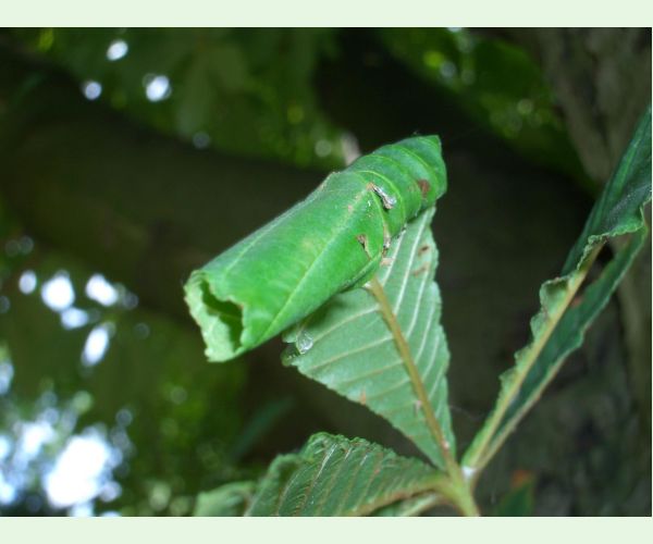 Obaľovač Archips xylosteana