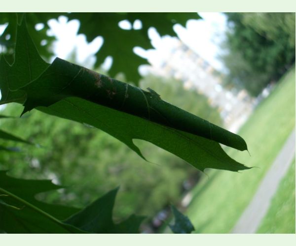 Obaľovač Archips xylosteana