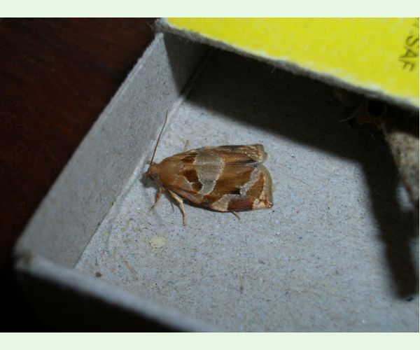 Obaľovač Archips xylosteana