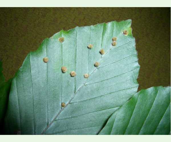 Byľomor Hartigiola annulipes