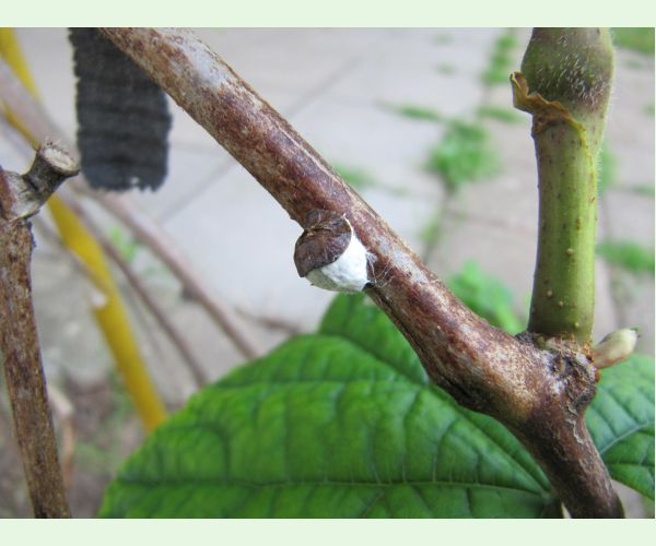 Červec Pulvinaria vitis