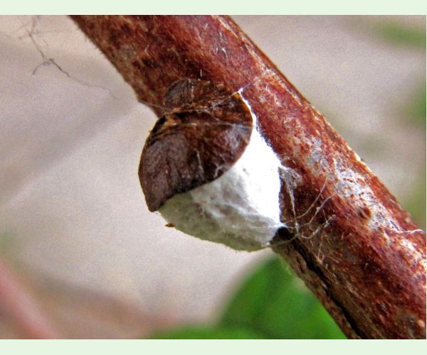 Červec Pulvinaria vitis