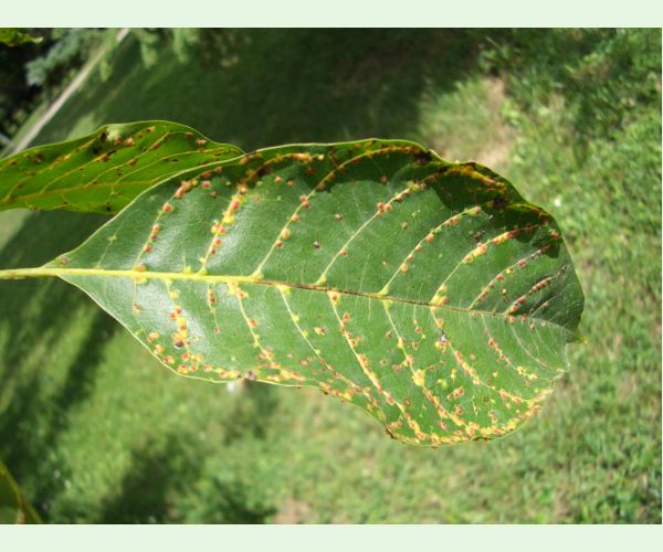 Roztoč Aceria tristriata