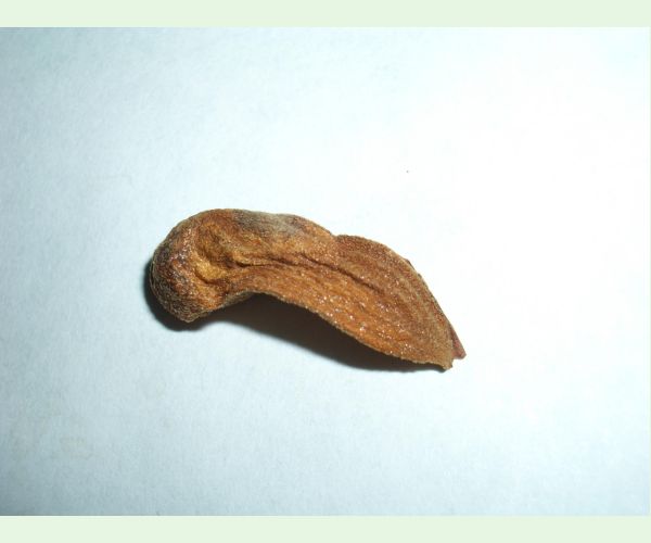 Chalcidka Eurytoma amygdali