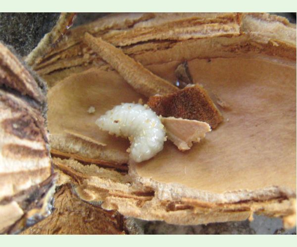 Chalcidka Eurytoma amygdali