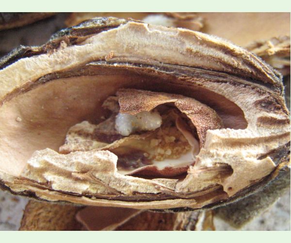 Chalcidka Eurytoma amygdali