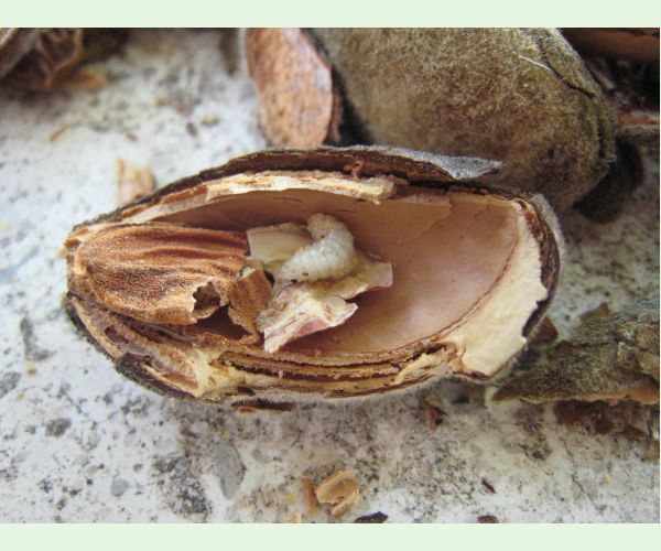 Chalcidka Eurytoma amygdali