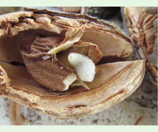 Chalcidka Eurytoma amygdali