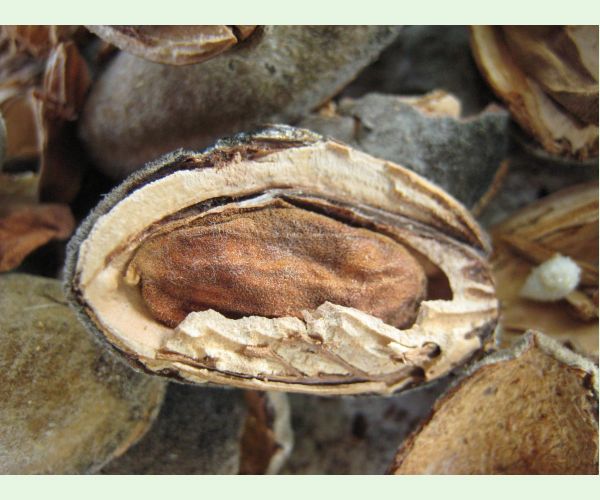 Chalcidka Eurytoma amygdali