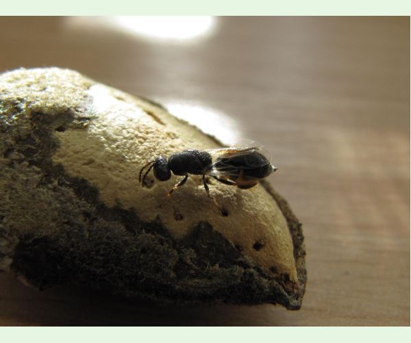 Chalcidka Eurytoma amygdali