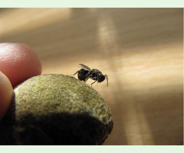 Chalcidka Eurytoma amygdali