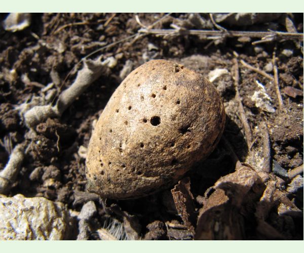 Chalcidka Eurytoma amygdali