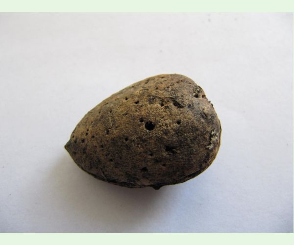 Chalcidka Eurytoma amygdali